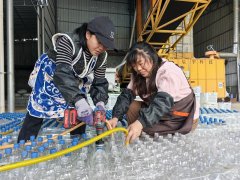 “本年豌豆尖行情很是